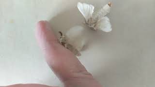 Silkworm Moth Bombyx mori Mating Behavior [upl. by Nnahsal]