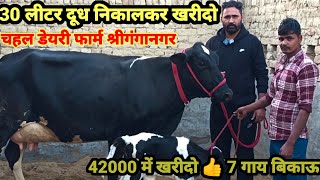 30 Letter Milk  42000 से दाम शुरू 7 top class HF cows for sale HF cow dairy farm Sri Ganganagar [upl. by Nonnairb]