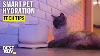 Smart Hydration with PETLIBRO Dockstream App Monitoring Pet Water Fountain – Tech Tips from Best Buy [upl. by Llerrud36]