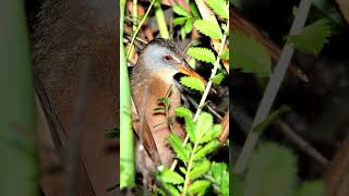 Virginia Rail Sound Clips Video Bird Songs Eastern North AmericaBird Sound Effects Nature [upl. by Derk384]