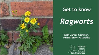 Get to Know Ragworts [upl. by Camille]