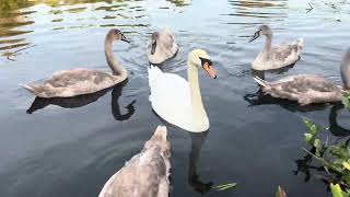 Cygnets amp Swans on 16924 [upl. by Ellenod317]