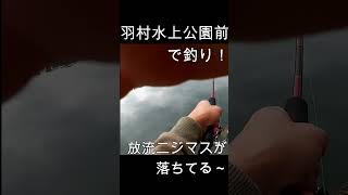 多摩川羽村水上公園前でニジマス釣り落ちてる～ fishing 奥多摩渓流釣り 多摩川ニジマス釣り [upl. by Namharludba961]