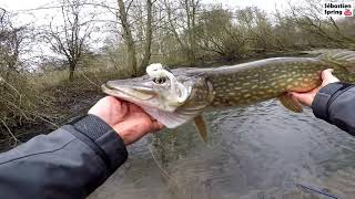 Pêche du BROCHET en hiver  Texan amp Swimbait [upl. by Kozloski]