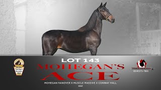 Mohegan Hanover colt  Keystone Yearling amp Breeders Sale Lot 143 [upl. by Illyes398]