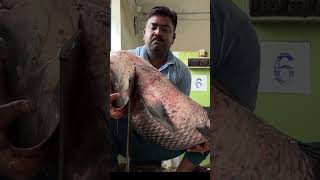 24 kg katla Cutting amp cooking  food indianfood fishcurry recipefishrecipe macherjholrecipe [upl. by Malonis]