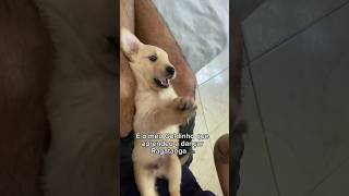 Assererê ra derrê 🐶🐾💃🏻🕺🏻 goldenretrieverpuppy filhotes fofo cute rouge [upl. by Llerraf]