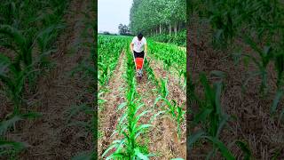 fertilization in the futureHandpush fertilizer spreader is really convenient and fastviralvideo [upl. by Leilamag677]