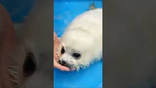 The baby seal choked on water 1 animals cute funny shorts shortvideo [upl. by Esemaj999]