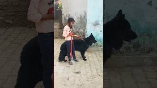 Black german shepherd dog controlled by a girl shorts short [upl. by Dadivitan]