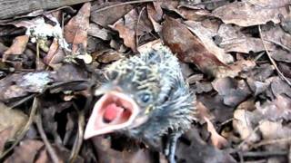 Greater Coucal Centropus Sinensis chick in Thailand [upl. by Karney]