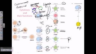 Cytokines and cytokine receptors [upl. by Erdua]