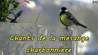 MESANGE CHARBONNIERE plusieurs chants [upl. by Ahsenor365]