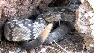 Northern Blacktail Rattlesnake [upl. by Nnalyrehs]