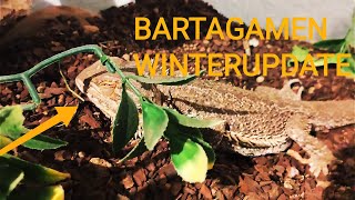 Bartagamen Update Bartagame Spike im Winter  UNCUT [upl. by Rolland]