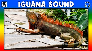 🦎 IGUANA SOUND  IGUANA SOUND EFFECT  SOUND OF IGUANA  NOISE OF IGUANA [upl. by Ttelrahc377]