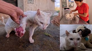 Big Heart Watch how the FSC team saves this cats life [upl. by Colette]