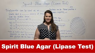 Lipase Test with Spirit Blue Agar [upl. by Adev]