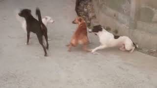 CAN you Ready for Supper Laughing With These Funniest Dogs  🐕🤣 Funny Animals Videos Compilation [upl. by Ahsemot]