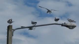 Laughing Gull and Ring billed Gull [upl. by Pilif]