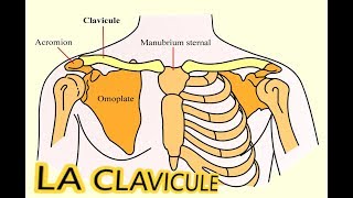 COURS DANATOMIE LA CLAVICULE [upl. by Jade613]