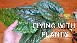 Flying with Plants  from IAS Tropical Plant Expo in Miami 2024 [upl. by Leong]