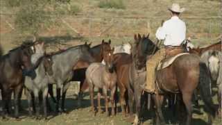 Tongue River Ranch  American Quarter Horse Program [upl. by Dlorej]