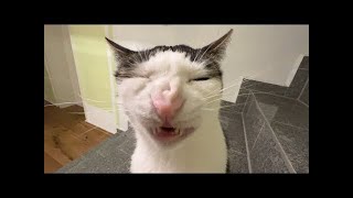 cute kitten 🐱Hilarious Cats amp Dogs Playing 😸🐶 funny Cats and Dogs Videos 449 [upl. by Nnael]