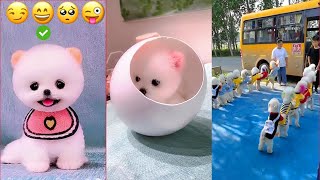 Funny and Cute Dog Pomeranian 😍🐶 Funny Puppy Videos 124 [upl. by Reaht]