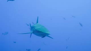 Galapagos Shark close approach [upl. by Fidelas]