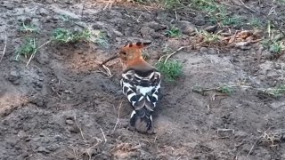 African hoopoe Upupa africana at Tembe Elephant Park  africam  exploreorg [upl. by Shoshana93]