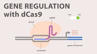 4 CRISPR Cas9  Gene Regulation with dCas9 [upl. by Esilehc643]