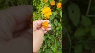 Beautiful flower and Honey Bee Garden gardening plant shorts [upl. by Annai]