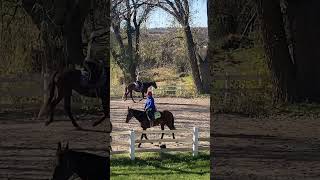 Horse show me and amber placed second in walk trot [upl. by Yelyk]