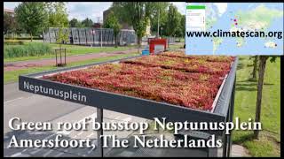 Green roof busstop Neptunusplein Amersfoort The Netherlands [upl. by Delanie]