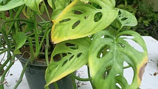 How to fix yellowing leaves of Broken Heart plant [upl. by Itnaihc838]