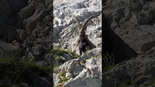 Ein kräftiger Steinbock🥰Stoltz und Wunderschön🙏mein Kanal🍀Bergwelt Schweiz🇨🇭🫶🇨🇭🫶 [upl. by Atsejam]