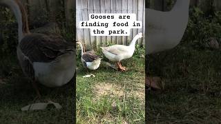 Gooses are finding food in the park goose goose chickensound chicken animals [upl. by Jonie]