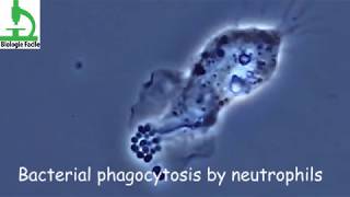 Amazing video  Bacterial Phagocytosis by Macrophages and Neutrophils [upl. by Patti]