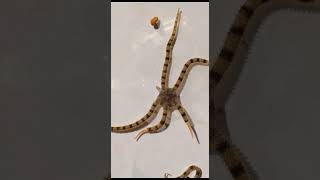 Brittle star  facts [upl. by Arot]