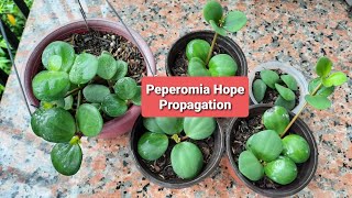 Peperomia Hope Propagation [upl. by Eltsyrk]