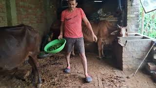 Hamari Pyari Gau Mata quotShyama jiquotgausewa gircow virajyasharth vlog cowvideos [upl. by Einreb]