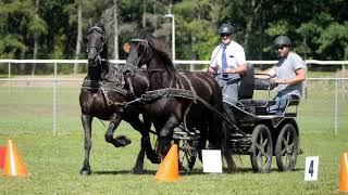 Friesian Horse Show 2019 [upl. by Emalee]