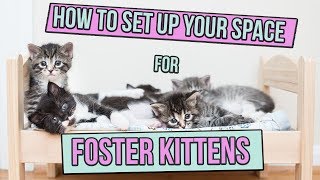 How to Set Up Space for Foster Kittens [upl. by Nema917]