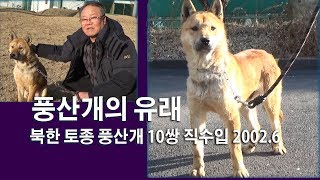 풍산개의 유래 북한토종풍산개 10쌍 직수입 2002년 6월 [upl. by Zzahc]