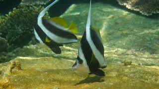 Moorish idol fish [upl. by Audy]