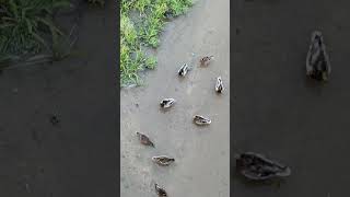 Patos y gallinetas en el río birds aves nature wildlife [upl. by Asinla999]