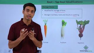 Class 11th – Root – Tap Root Modifications  Morphology of Flowering Plants  Tutorials Point [upl. by Adlihtam]