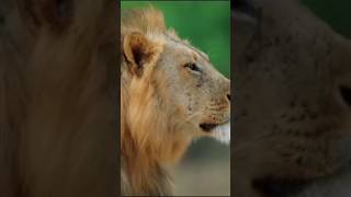 Oldest lionswana forest documentary natrue loverbihari [upl. by Zoller]