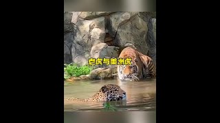 美洲虎和老虎針鋒相對解說版動物世界 野生動物零距離 [upl. by Hourigan]